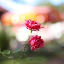 IMG_8075.JPG